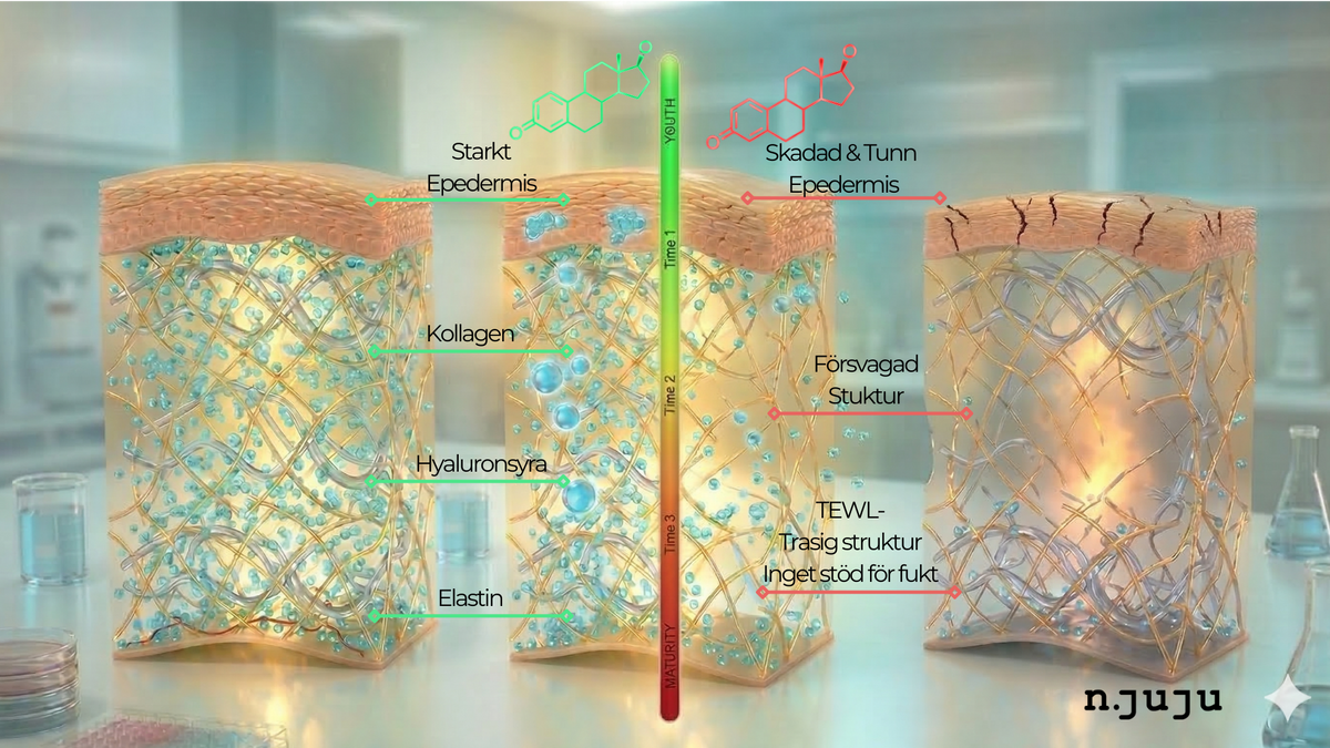 När fukten försvinner: Vetenskapen bakom östrogen, hud och slemhinnor